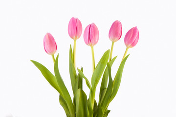 pink tulips against white