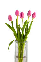 Pink tulips in glass vase against white