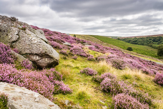 Fototapeta Goathland Moor Heather and Crags