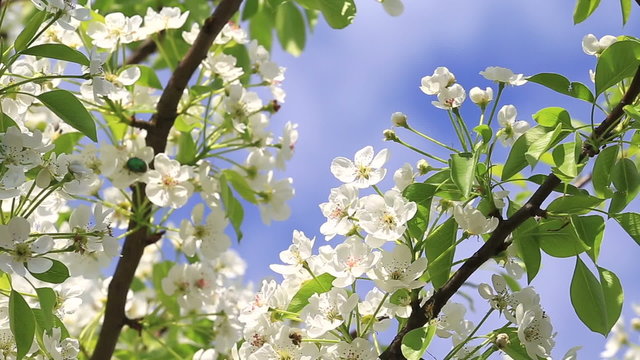White delicate flowers appeared on branches of pear in the early spring on a background of blue sky and swaying in the wind