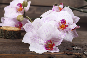 Lilac orchid