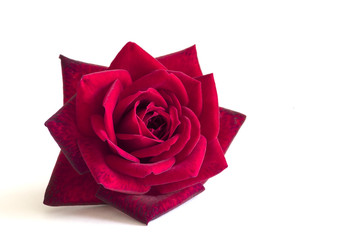 Fototapeta premium red rose flower on a white background