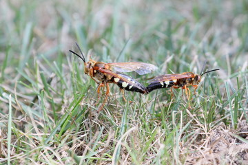 mating cicada killers