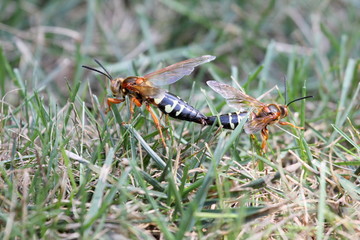 cicada killers mating