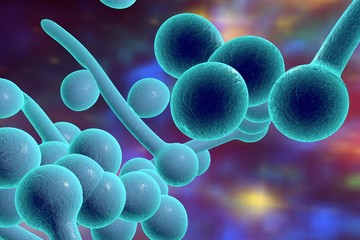 Digital illustration of fungi Candida albicans which cause candidiasis on colorful background. Pathological fungus or yeast. Microscopic view. Medical background. Healthcare background © Dr_Microbe