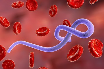 Fototapeta premium Illustration of Ebola virus in blood with red blood cells, model of virus, realistic illustration of microbes, microorganisms, viruses, microscopic view, hemorrhagic fever virus
