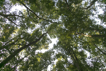 Fototapeta premium Trees