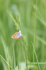 little butterfly portrait
