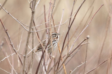 sparrow in weeds