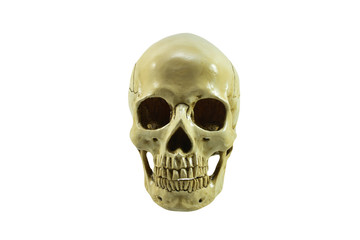 Human skull on isolated white background