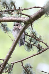 bluebird vertical