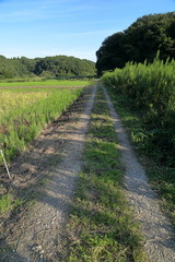 Obraz premium あぜ道