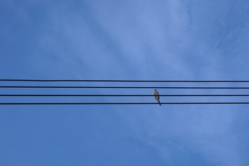 abstract electric wire with bird