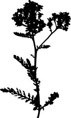 Silhouette of Garden yarrow