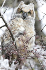 baby great horned owl