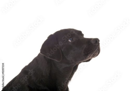 &quot;Schwarzer Hund seitlich&quot; Stockfotos und lizenzfreie Bilder auf Fotolia