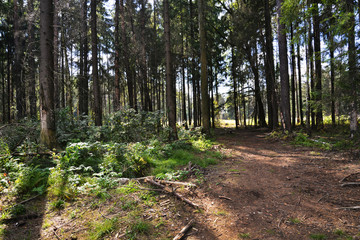 Autumn forest