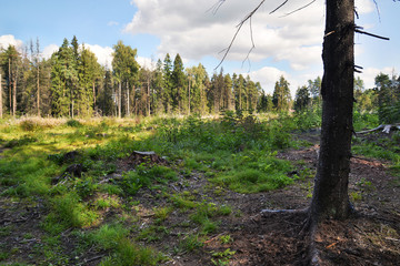 Autumn forest