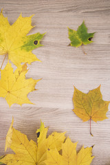 Naklejka na ściany i meble Autumn maple leaves on wooden background