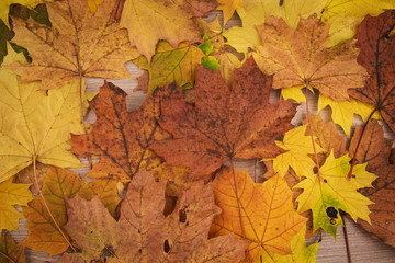 Naklejka na ściany i meble Autumn maple leaves on wooden background