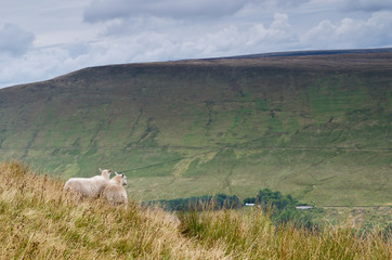 Brecon Beacons sheep