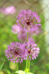 Beautiful purple spring flowers outdoors