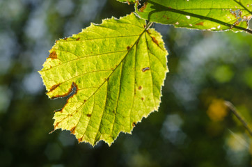 Осиновый лист в лучах солнца