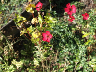 Roter Flachs- Roter Lein-Nahaufnahme-alte gartenblume