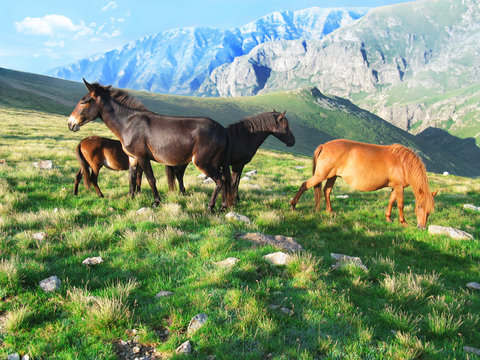 Horses in Тhe Stara Planina mountain, Bulgaria