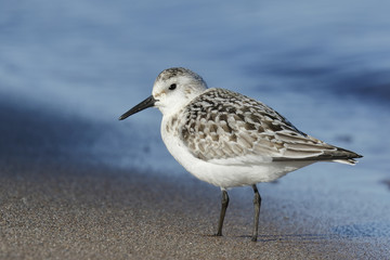 Juvenile Sanderling on a Lake Huron Beach - Ontario, Canada