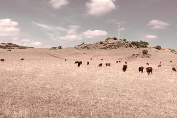 Fototapeta na wymiar Pasture