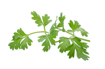 Coriander bunch isolated on white background