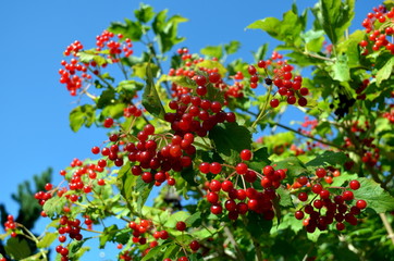 Schneeballstrauch im Herbst