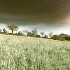 Fototapeta premium Hills