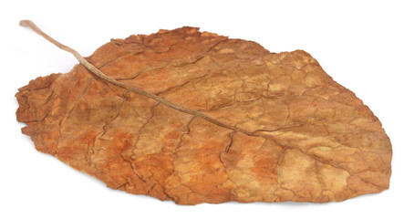 Dry tobacco leaves