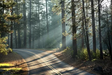 Foto op Aluminium Yosemite sunlight © Rixie