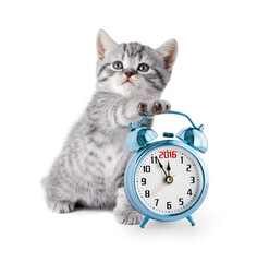 kitten with alarm clock displaying 2016 year