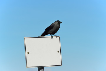 Nebelkrähe sitzt auf einem weißem Schild vor blauem Himmel