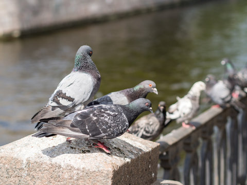 flock of pigeons near water
