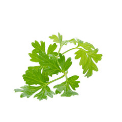 Coriander bunch isolated on white