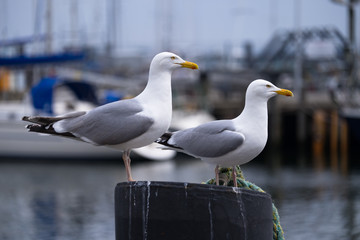 Möwen im Hafen
