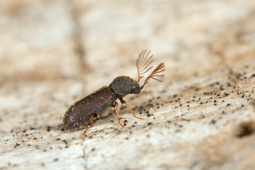 Fan-bearing wood-borer, Ptilinus pectinicornis on wood