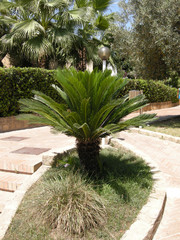 Obraz premium Palme in Le Castella