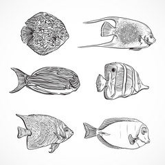 Collection of tropical fish.Vintage set ofhand drawn marine fauna.Isolated vector illustration in line art style.Design for summer beach, decorations.Tattoo design,card,print,postcard, poster.