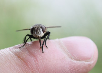 fly on finger