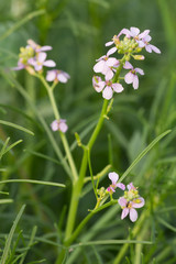 Blooming european searocket, Cakile maritima