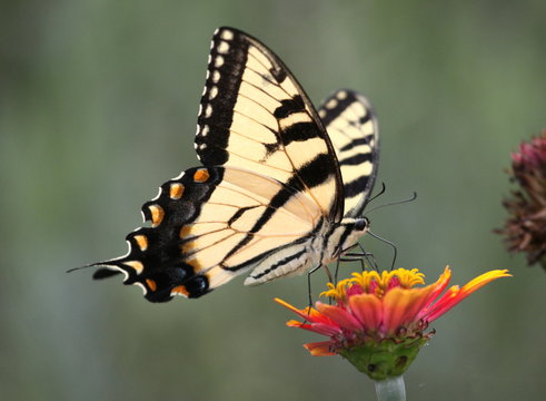 tiger swallowtail on zinnia