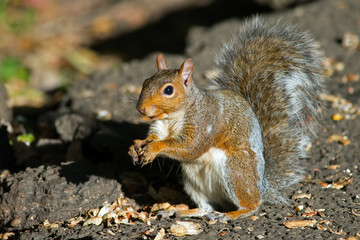 Naklejka na ściany i meble Eastern Gray Squirrel eating peanuts