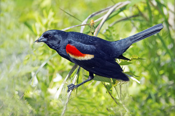 Red-winged Blackbird in tree