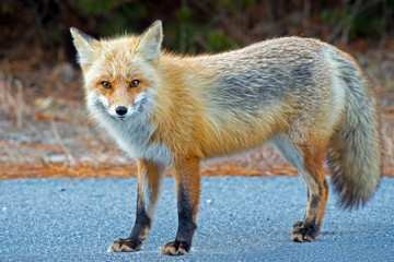 Red Fox standing on Road